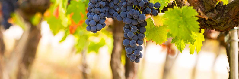 Uvas